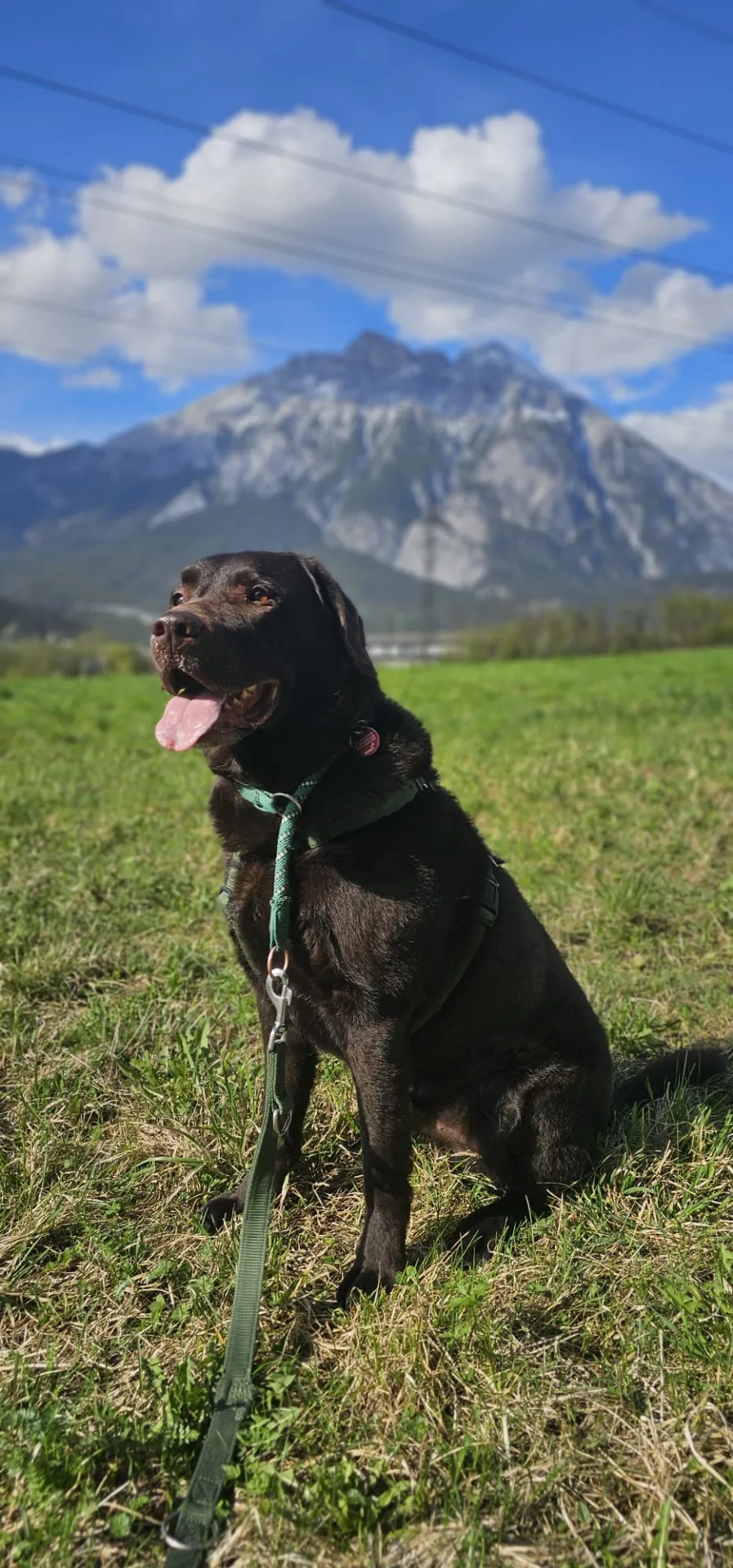 Brauner Hund sitzt auf Wiese mit Bergkulisse im Hintergrund, sonniger Tag.
